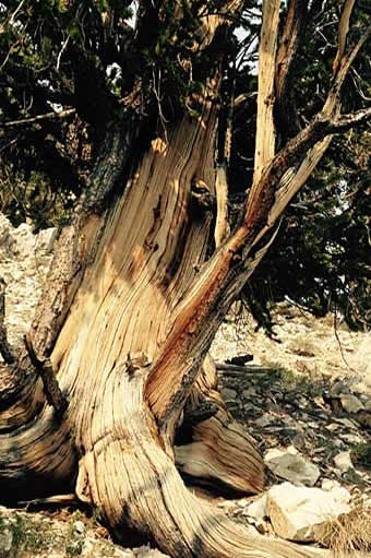 Bristlecone pine tree trunk