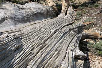 Bristlecone pine tree trunk