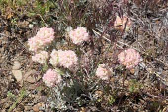 Hart Mountain National Antelope Refuge, Oregon buckwheat