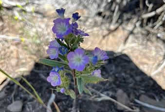 Hart Mountain National Antelope Refuge, Oregon, Phacelia