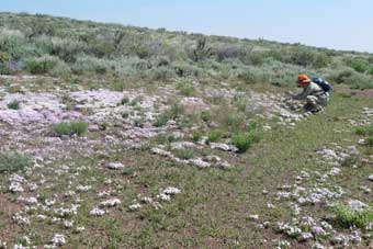 Hart Mountain National Antelope Refuge, Oregon, groups of purple floweres