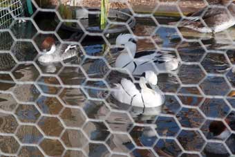 Avian sculptor Stefan Savides ducks in an aviary