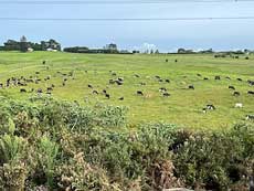 Pasture view from New Zealand train