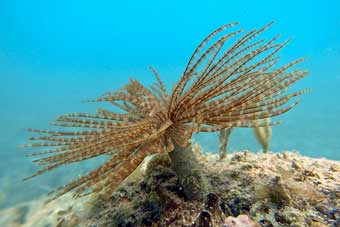 Puerto Rico, tube worm