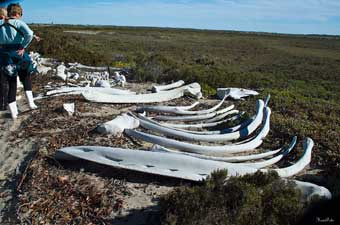 Whale bones arranged on a beach