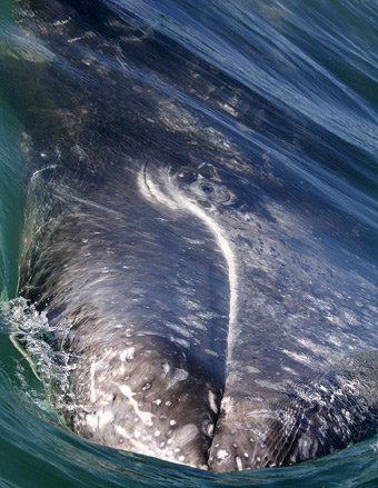 Whale on her side looking for attention in San Ignacio Lagoon