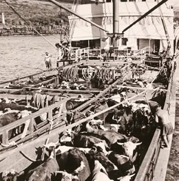 Hawaiian cattle onboard ship