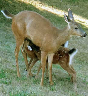 Fawns nursing