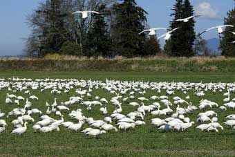 Washington State swans