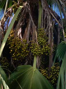 Hawaii Big Island ulu tree