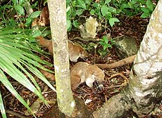 Yucatan, coatimundis